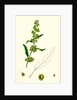 Rumex Crispus Curled Dock by Anonymous