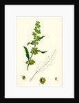 Rumex Crispus Curled Dock by Anonymous