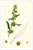 Rumex Crispus Curled Dock by Anonymous