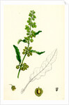 Rumex Crispus Curled Dock by Anonymous