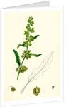 Rumex Crispus Curled Dock by Anonymous