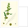 Rumex Crispus Curled Dock by Anonymous