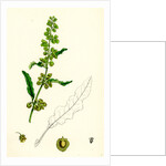 Rumex Crispus Curled Dock by Anonymous