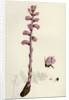 Orobanche Amethystea Bluish Broom-Rape by Anonymous