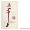 Orobanche Amethystea Bluish Broom-Rape by Anonymous