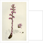 Orobanche Amethystea Bluish Broom-Rape by Anonymous
