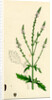 Verbena Officinalis Common Vervain by Anonymous