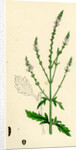 Verbena Officinalis Common Vervain by Anonymous