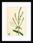 Verbena Officinalis Common Vervain by Anonymous