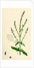 Verbena Officinalis Common Vervain by Anonymous