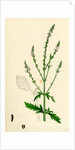 Verbena Officinalis Common Vervain by Anonymous
