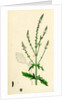Verbena Officinalis Common Vervain by Anonymous