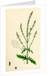 Verbena Officinalis Common Vervain by Anonymous