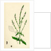 Verbena Officinalis Common Vervain by Anonymous