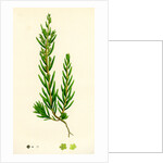 Suaeda Maritima Annual Sea-Blite by Anonymous