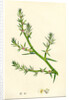 Salsola Kali Prickly Saltwort by Anonymous