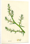 Salsola Kali Prickly Saltwort by Anonymous