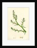 Salsola Kali Prickly Saltwort by Anonymous