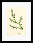 Salsola Kali Prickly Saltwort by Anonymous