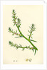 Salsola Kali Prickly Saltwort by Anonymous