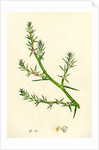 Salsola Kali Prickly Saltwort by Anonymous