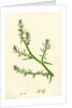 Salsola Kali Prickly Saltwort by Anonymous