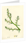 Salsola Kali Prickly Saltwort by Anonymous