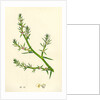 Salsola Kali Prickly Saltwort by Anonymous