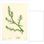 Salsola Kali Prickly Saltwort by Anonymous