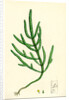 Salicornia Herbacea Var. Acetaria Common Marsh-Samphire Var. A. by Anonymous