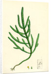 Salicornia Herbacea Var. Acetaria Common Marsh-Samphire Var. A. by Anonymous