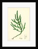 Salicornia Herbacea Var. Acetaria Common Marsh-Samphire Var. A. by Anonymous
