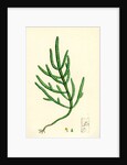 Salicornia Herbacea Var. Acetaria Common Marsh-Samphire Var. A. by Anonymous