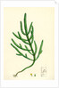 Salicornia Herbacea Var. Acetaria Common Marsh-Samphire Var. A. by Anonymous