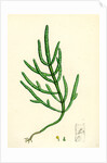 Salicornia Herbacea Var. Acetaria Common Marsh-Samphire Var. A. by Anonymous