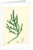 Salicornia Herbacea Var. Acetaria Common Marsh-Samphire Var. A. by Anonymous