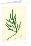 Salicornia Herbacea Var. Acetaria Common Marsh-Samphire Var. A. by Anonymous