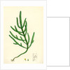 Salicornia Herbacea Var. Acetaria Common Marsh-Samphire Var. A. by Anonymous