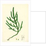 Salicornia Herbacea Var. Acetaria Common Marsh-Samphire Var. A. by Anonymous