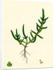 Salicornia Herbacea Var. Procumbens Common Marsh-Samphire Var. B. by Anonymous