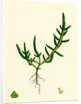 Salicornia Herbacea Var. Procumbens Common Marsh-Samphire Var. B. by Anonymous