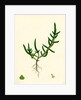 Salicornia Herbacea Var. Procumbens Common Marsh-Samphire Var. B. by Anonymous
