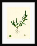 Salicornia Herbacea Var. Procumbens Common Marsh-Samphire Var. B. by Anonymous