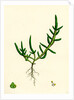 Salicornia Herbacea Var. Procumbens Common Marsh-Samphire Var. B. by Anonymous