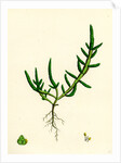 Salicornia Herbacea Var. Procumbens Common Marsh-Samphire Var. B. by Anonymous