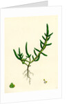 Salicornia Herbacea Var. Procumbens Common Marsh-Samphire Var. B. by Anonymous