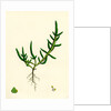 Salicornia Herbacea Var. Procumbens Common Marsh-Samphire Var. B. by Anonymous