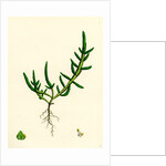 Salicornia Herbacea Var. Procumbens Common Marsh-Samphire Var. B. by Anonymous