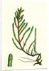 Salicornia Radicans Creeping Marsh-Samphire by Anonymous