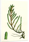 Salicornia Radicans Creeping Marsh-Samphire by Anonymous